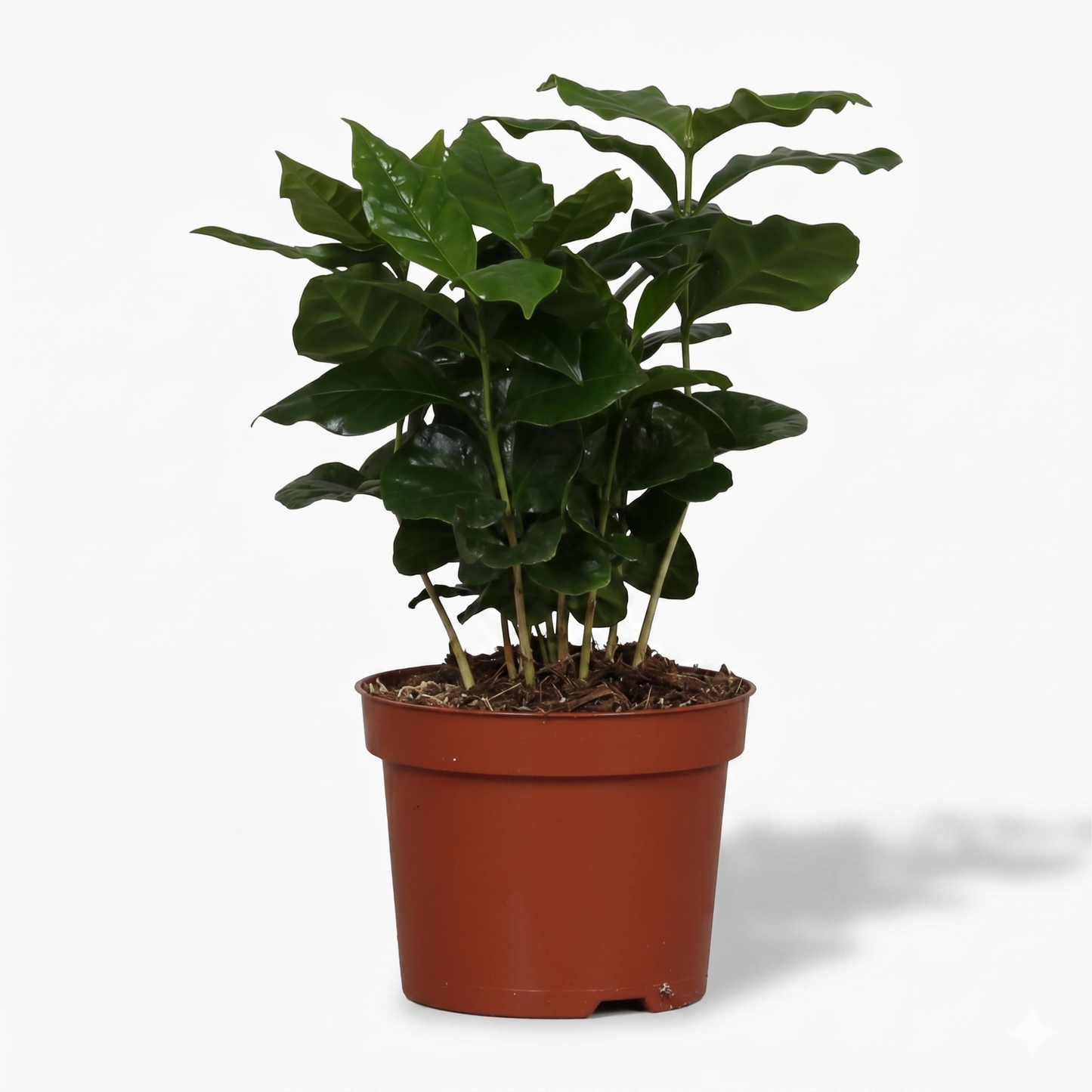 Arabica Coffee; Coffea Arabica | 25cm