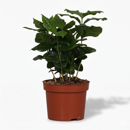 Arabica Coffee; Coffea Arabica | 25cm