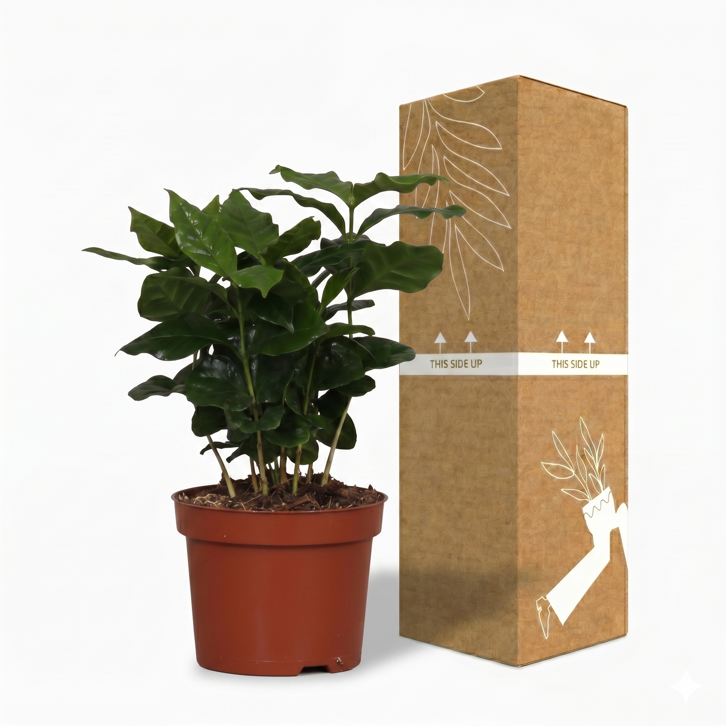 Arabica Coffee; Coffea Arabica | 25cm