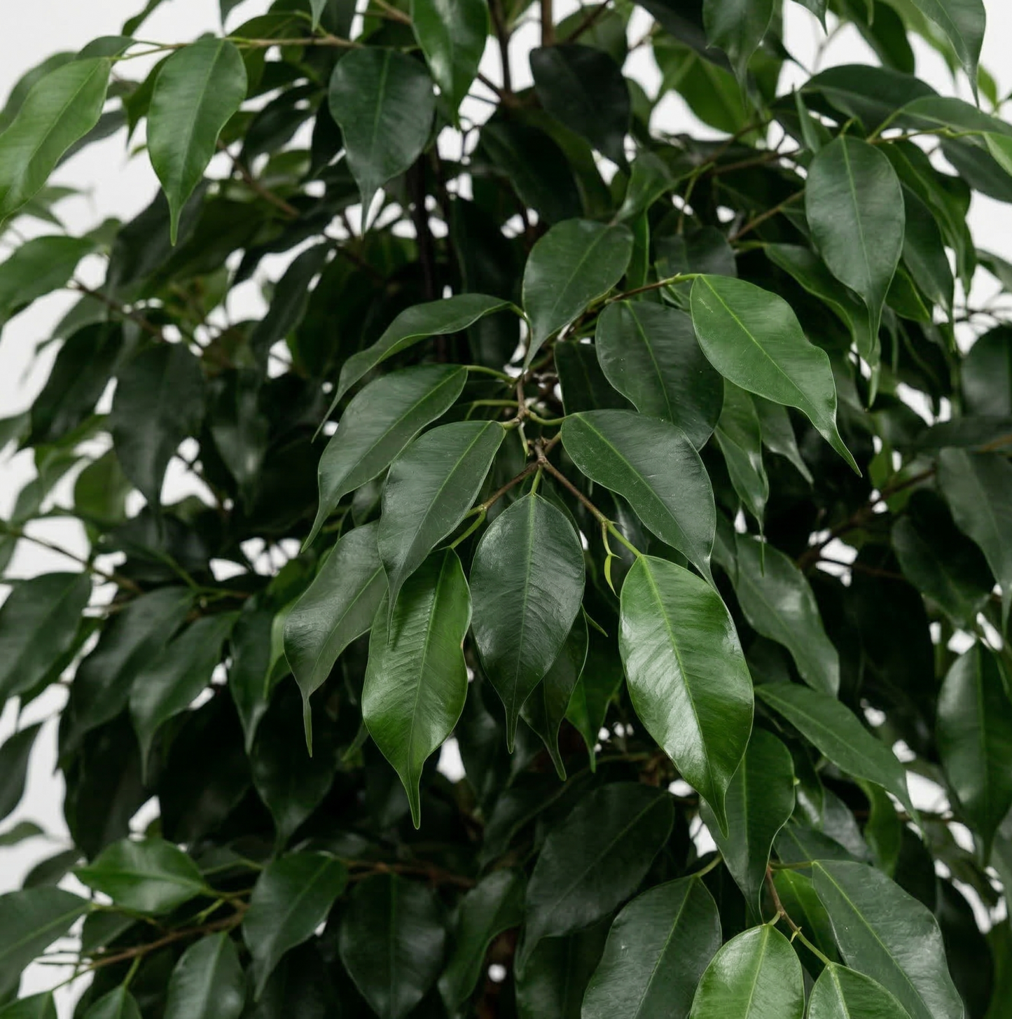 Weeping Fig; Ficus Benjamina Danielle | 95cm