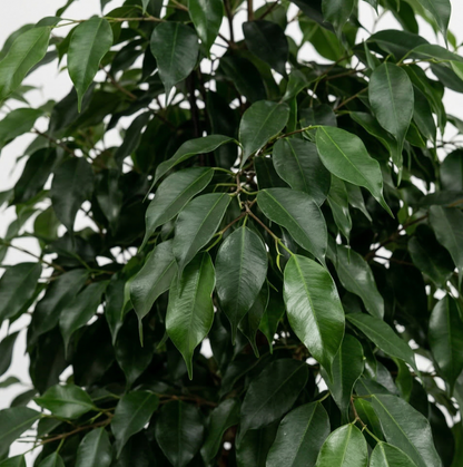 Weeping Fig; Ficus Benjamina Danielle | 95cm
