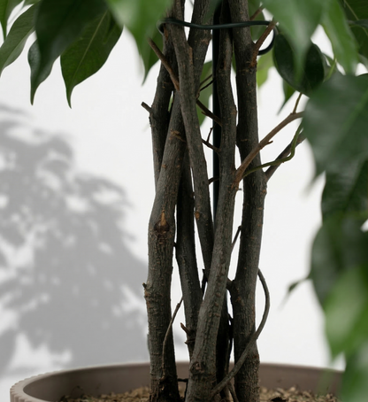 Weeping Fig; Ficus Benjamina Danielle | 95cm