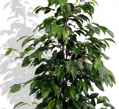 Weeping Fig; Ficus Benjamina Danielle | 95cm