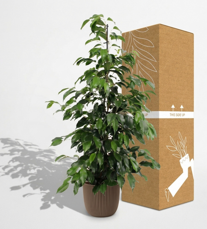 Weeping Fig; Ficus Benjamina Danielle | 95cm