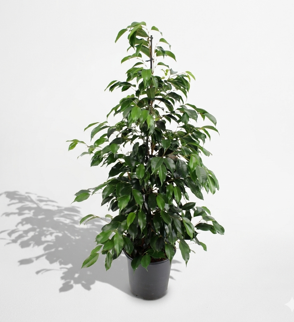 Weeping Fig; Ficus Benjamina Danielle | 95cm