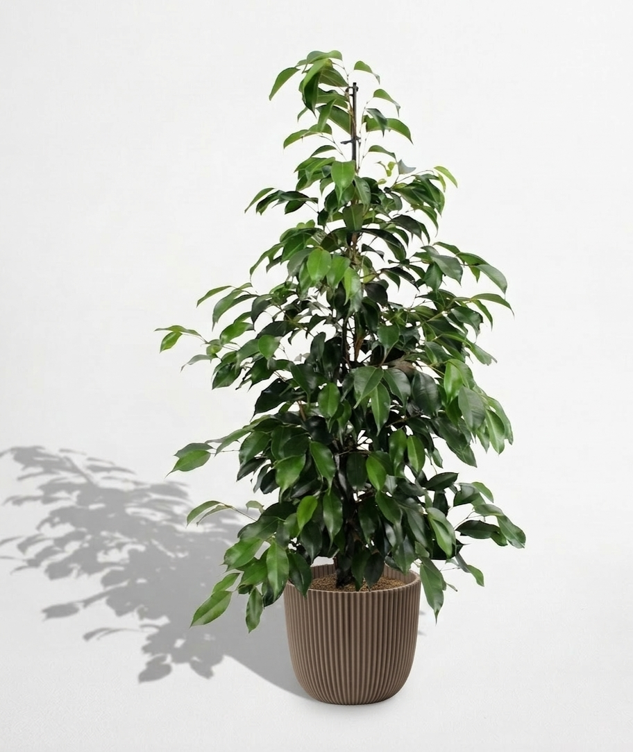 Weeping Fig; Ficus Benjamina Danielle | 95cm