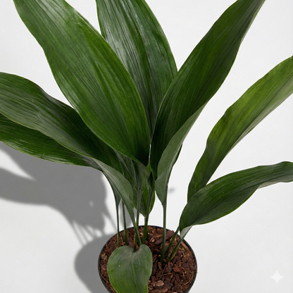 Iron Plant; Aspidistra Elatior | 70cm