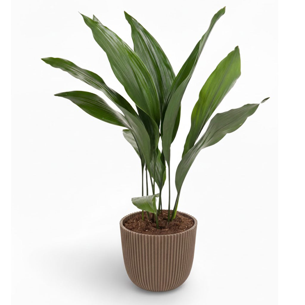 Iron Plant; Aspidistra Elatior | 70cm