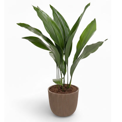 Iron Plant; Aspidistra Elatior | 70cm