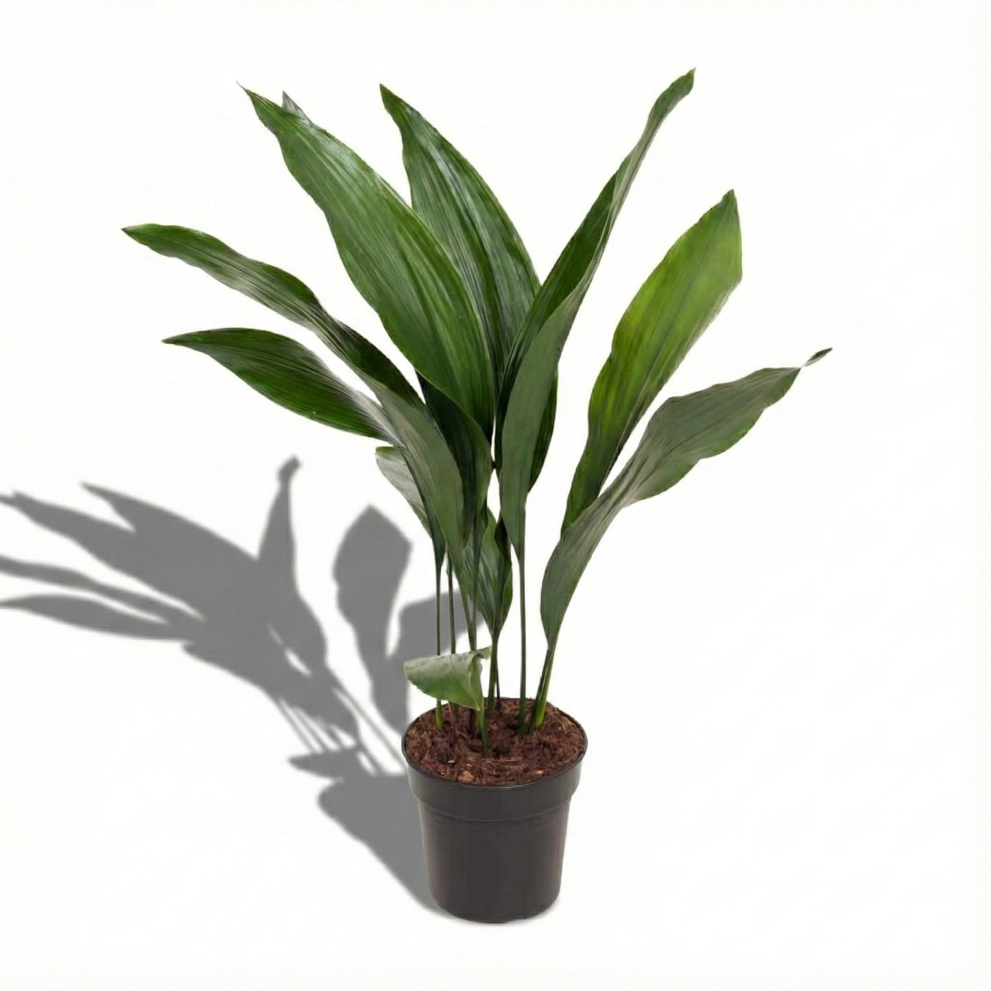 Iron Plant; Aspidistra Elatior | 70cm