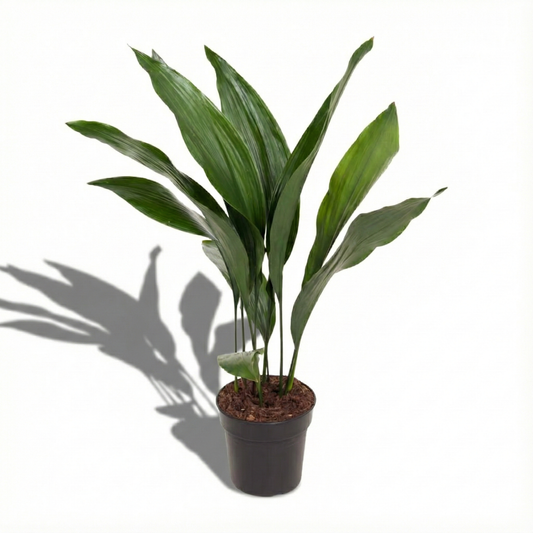 Iron Plant; Aspidistra Elatior | 70cm