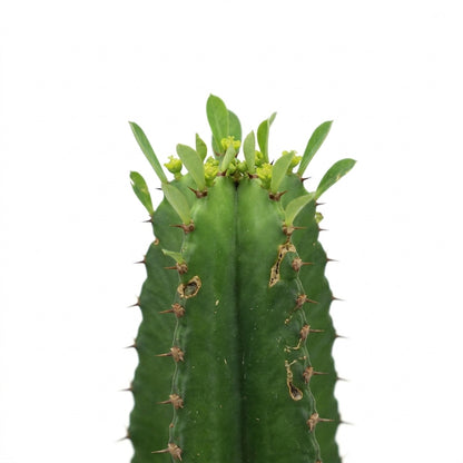 A close-up of a green cactus with upright ribs, small spines, and tiny pale yellow flowers at the top, isolated on a white background.
