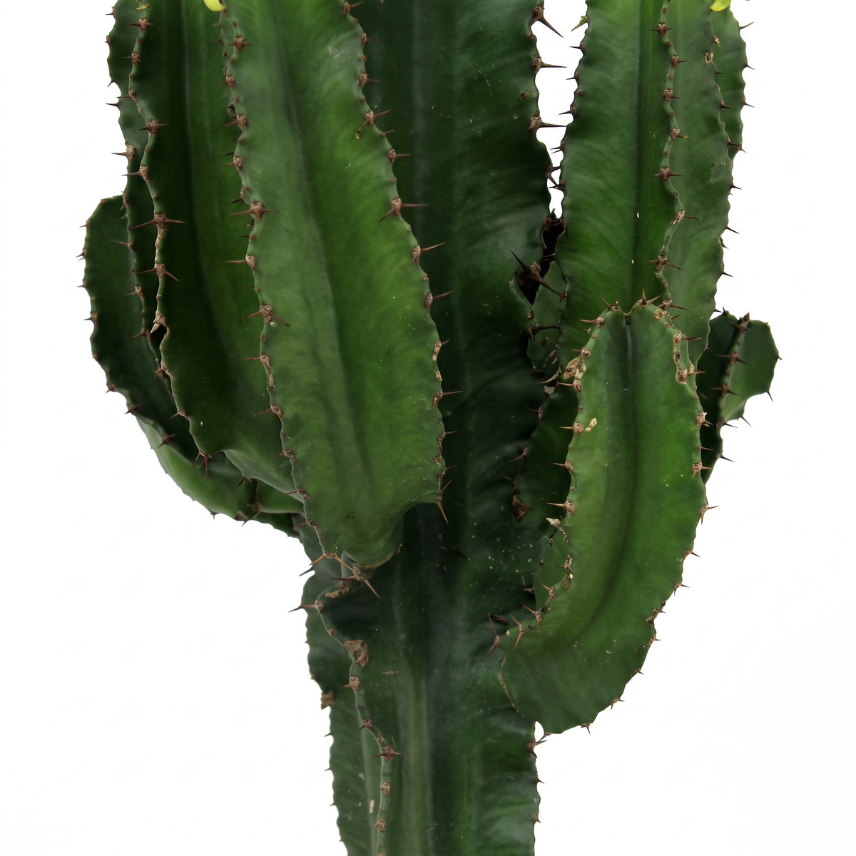 A tall columnar green cactus with prominent ribs and sharp spines, isolated on a plain white background.