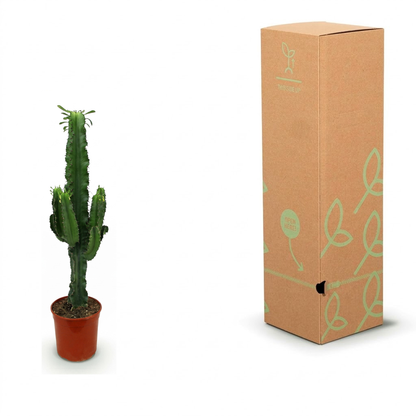 A tall green cactus in a small terracotta pot shown next to its brown cardboard packaging box with light green leaf illustrations on a white background.
