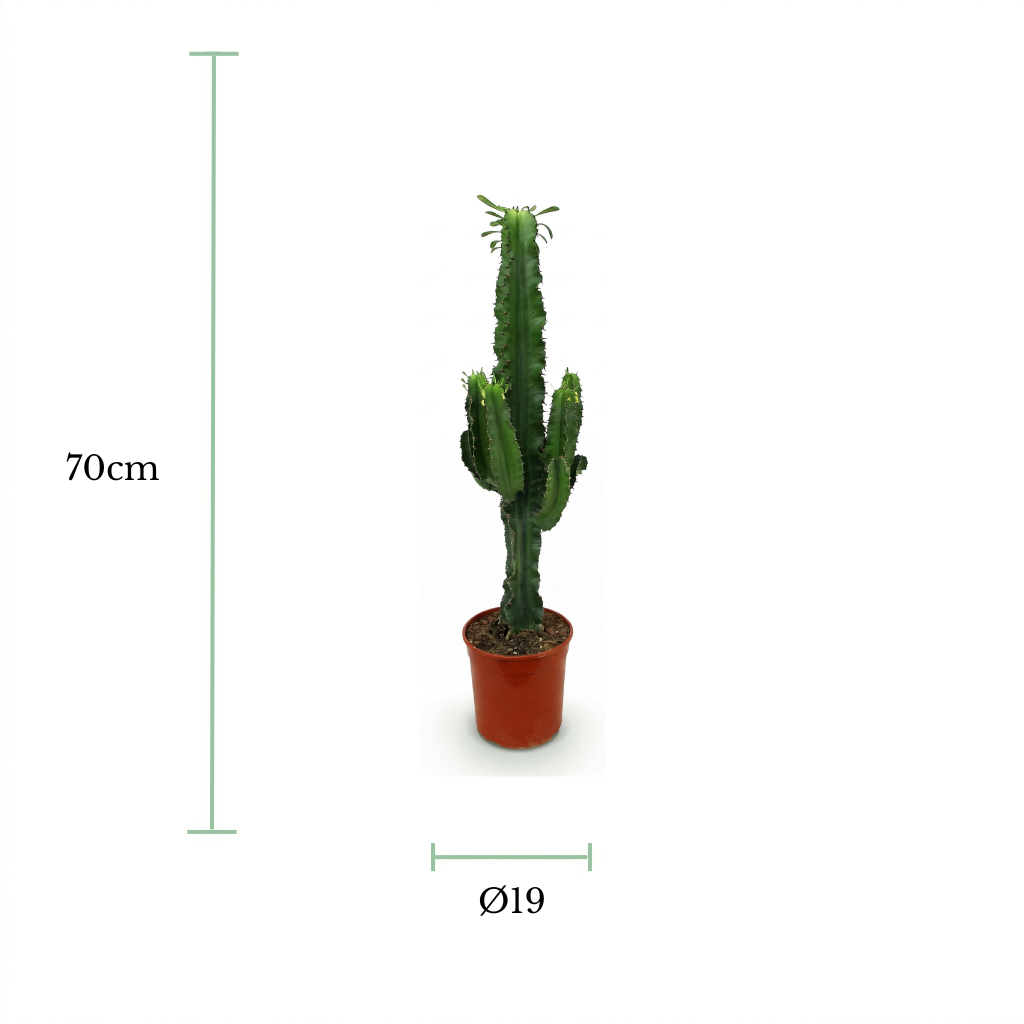 A green cactus in a terracotta-colored plastic pot, shown with dimension lines indicating a height of 70cm and a diameter of 19cm.