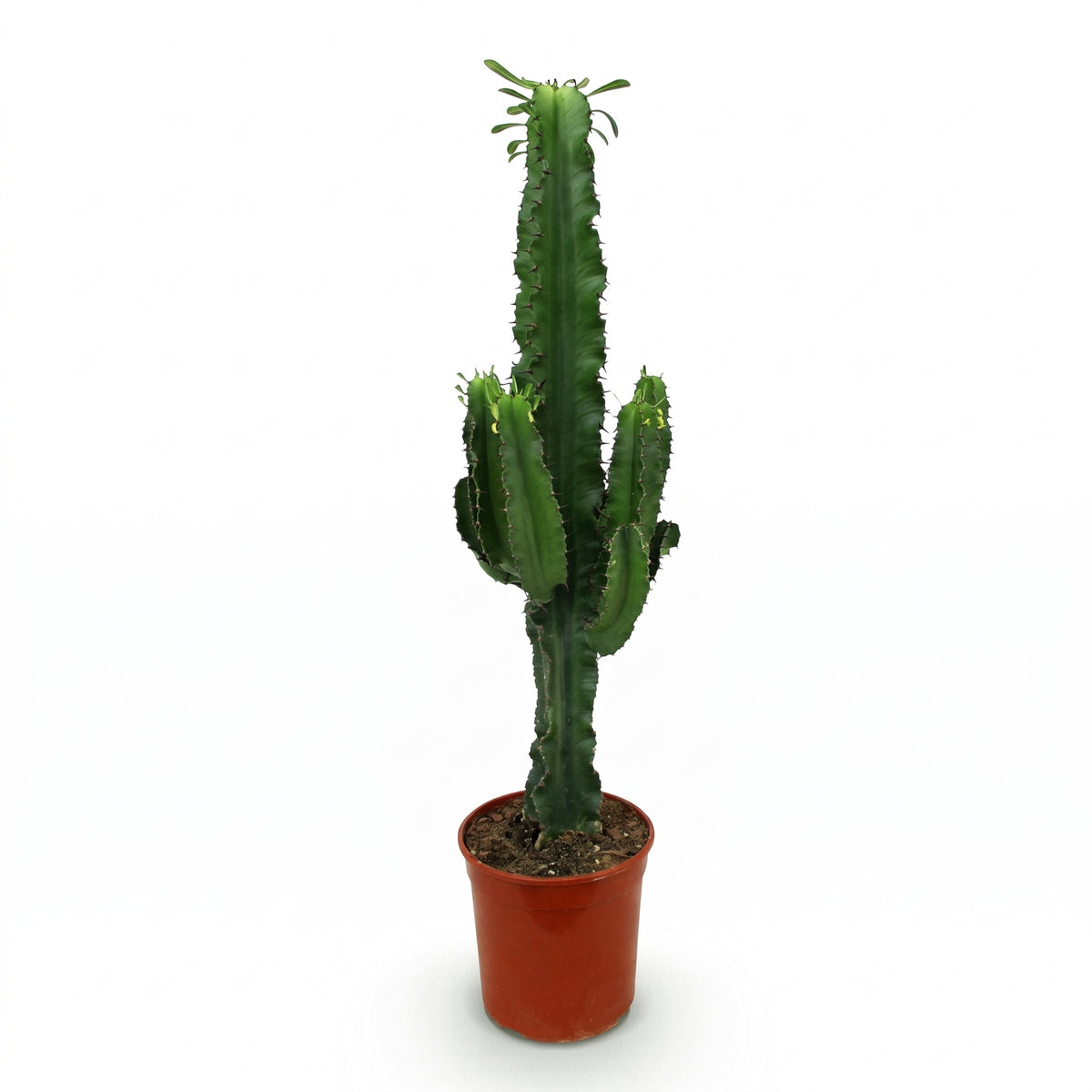 A tall green cactus with multiple upright arms, potted in a terracotta-colored plastic nursery pot on a clean white background.