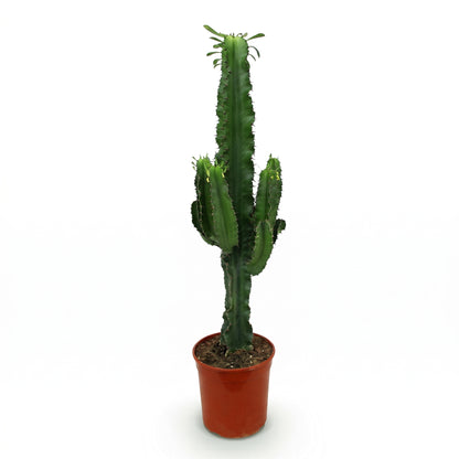 A tall green cactus with multiple upright arms, potted in a terracotta-colored plastic nursery pot on a clean white background.
