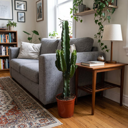 A tall green cactus in a terracotta pot standing next to a gray sofa in a styled living room with a wooden side table, lamp, rug, and bookshelves.