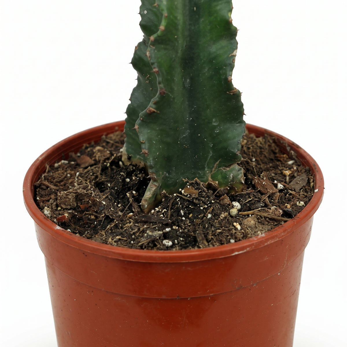 A tall, column-shaped green cactus with wavy margins, potted in a terracotta-colored plastic nursery pot filled with soil and bark, shown against a plain white background.