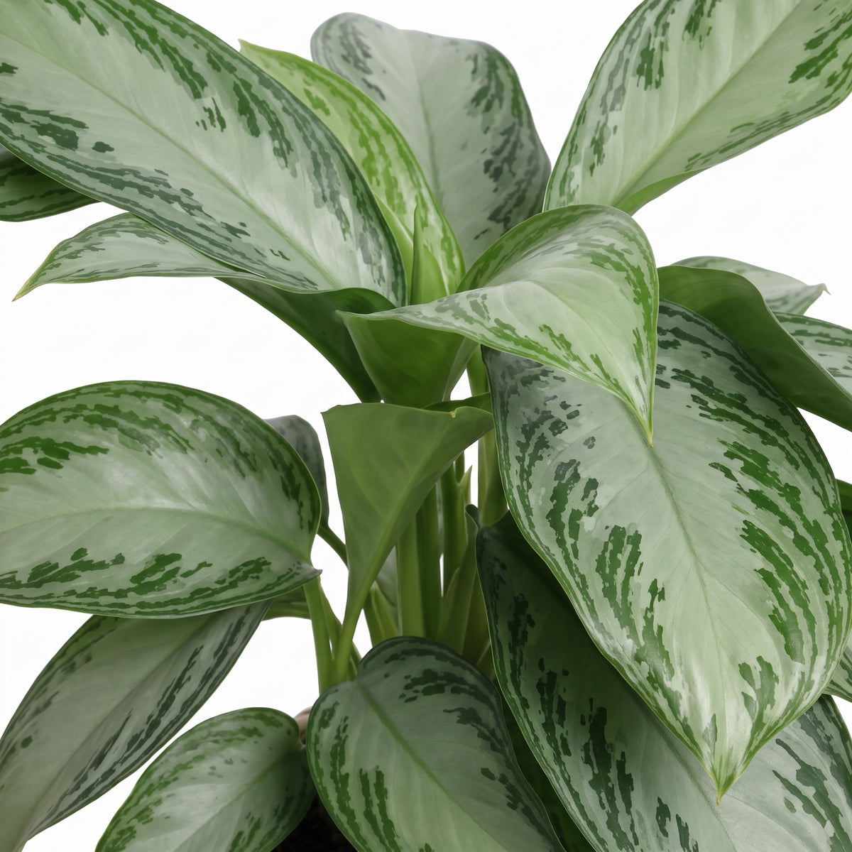 A close-up of a variegated houseplant with broad, glossy leaves showing a mix of light green and white with darker green mottled patterns, set against a plain white background.