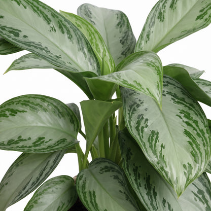 A close-up of a variegated houseplant with broad, glossy leaves showing a mix of light green and white with darker green mottled patterns, set against a plain white background.