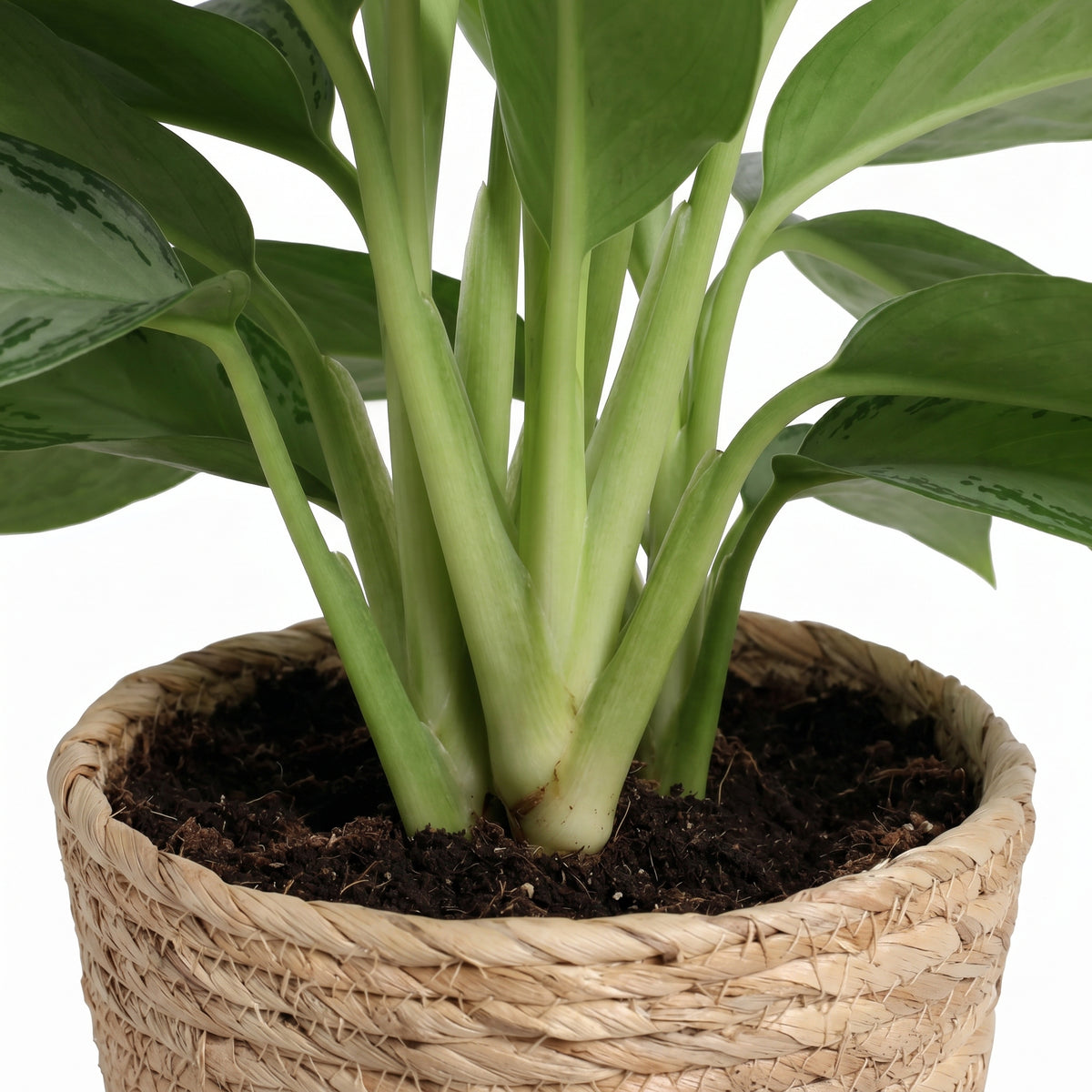 A close-up of a green houseplant with broad glossy leaves and pale green stems growing in dark soil inside a woven natural-fiber basket pot, shown on a white background.