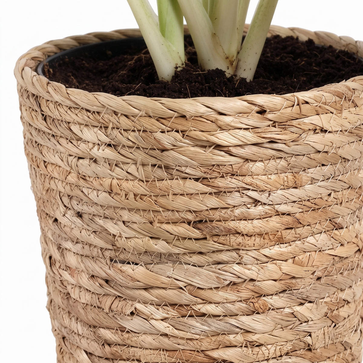 Close-up of a woven natural fiber planter pot containing dark soil and pale green plant stems, photographed against a white background.