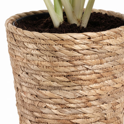 Close-up of a woven natural fiber planter pot containing dark soil and pale green plant stems, photographed against a white background.