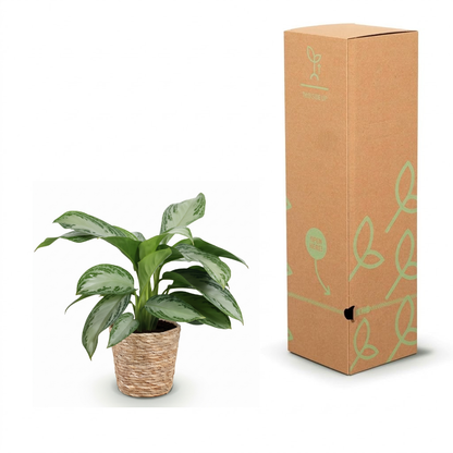 A potted green plant in a woven basket pot shown next to its tall brown cardboard packaging box with light green leaf illustrations on a white background.