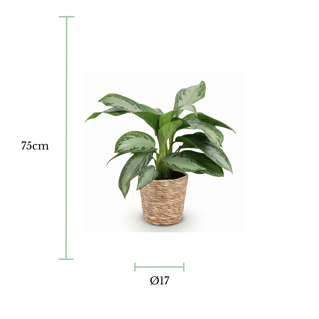 A potted houseplant with green and silver variegated leaves in a woven natural basket pot, shown on a white background with dimension markers indicating 75 cm height and a diameter of 17 cm.