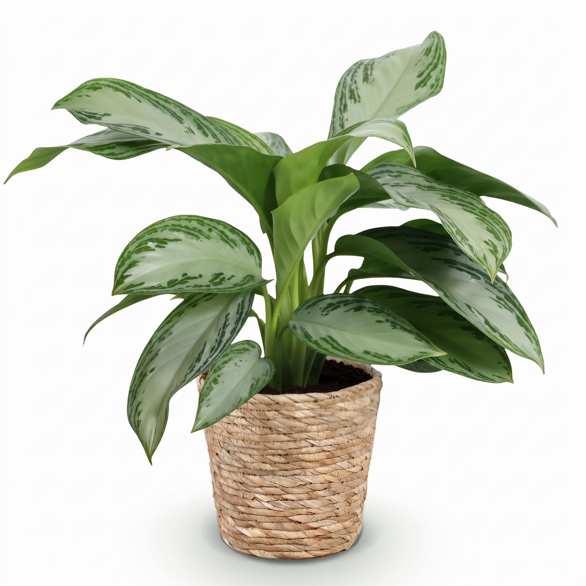A variegated green and white houseplant in a woven natural fiber basket pot, shown against a plain white background.