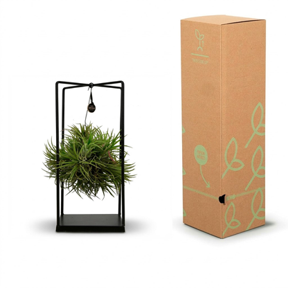 A green air plant displayed in a black metal hanging stand next to its brown cardboard packaging box with light green leaf illustrations.