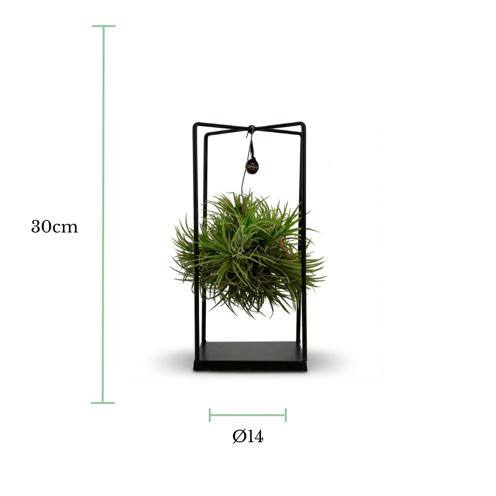 Black metal hanging planter frame with a green air plant inside, shown on a white background with dimension markers indicating 30cm height and Ø14 width.