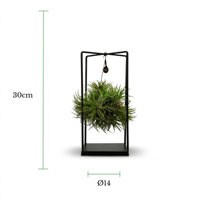 Black metal hanging planter frame with a green air plant inside, shown on a white background with dimension markers indicating 30cm height and Ø14 width.