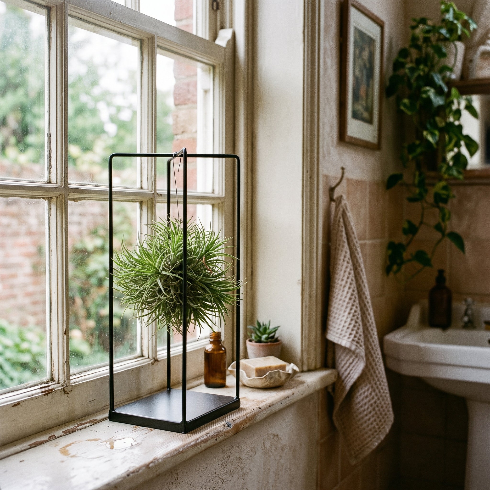 A black metal rectangular terrarium stand holding a green air plant, styled on a vintage white windowsill in a warm, rustic bathroom setting.