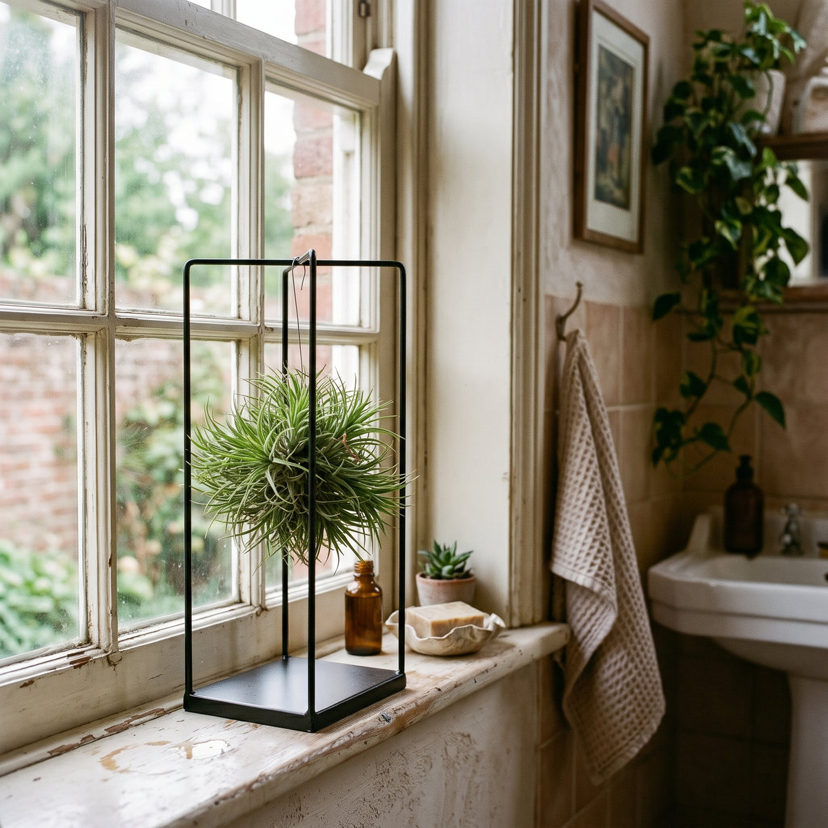 A black metal rectangular terrarium stand holding a green air plant, styled on a vintage white windowsill in a warm, rustic bathroom setting.