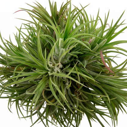 A close-up of a green air plant with long, slender, sword-like leaves radiating outward, isolated on a white background.