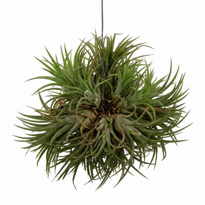 A hanging air plant with numerous slender green leaves radiating outward, suspended by a thin black cord against a plain white background.