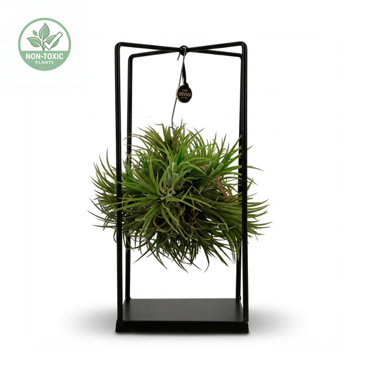 A green air plant suspended in a black metal hanging stand with a rectangular base, shown on a white background with a small 'Non-Toxic Plants' badge in the top-left corner.