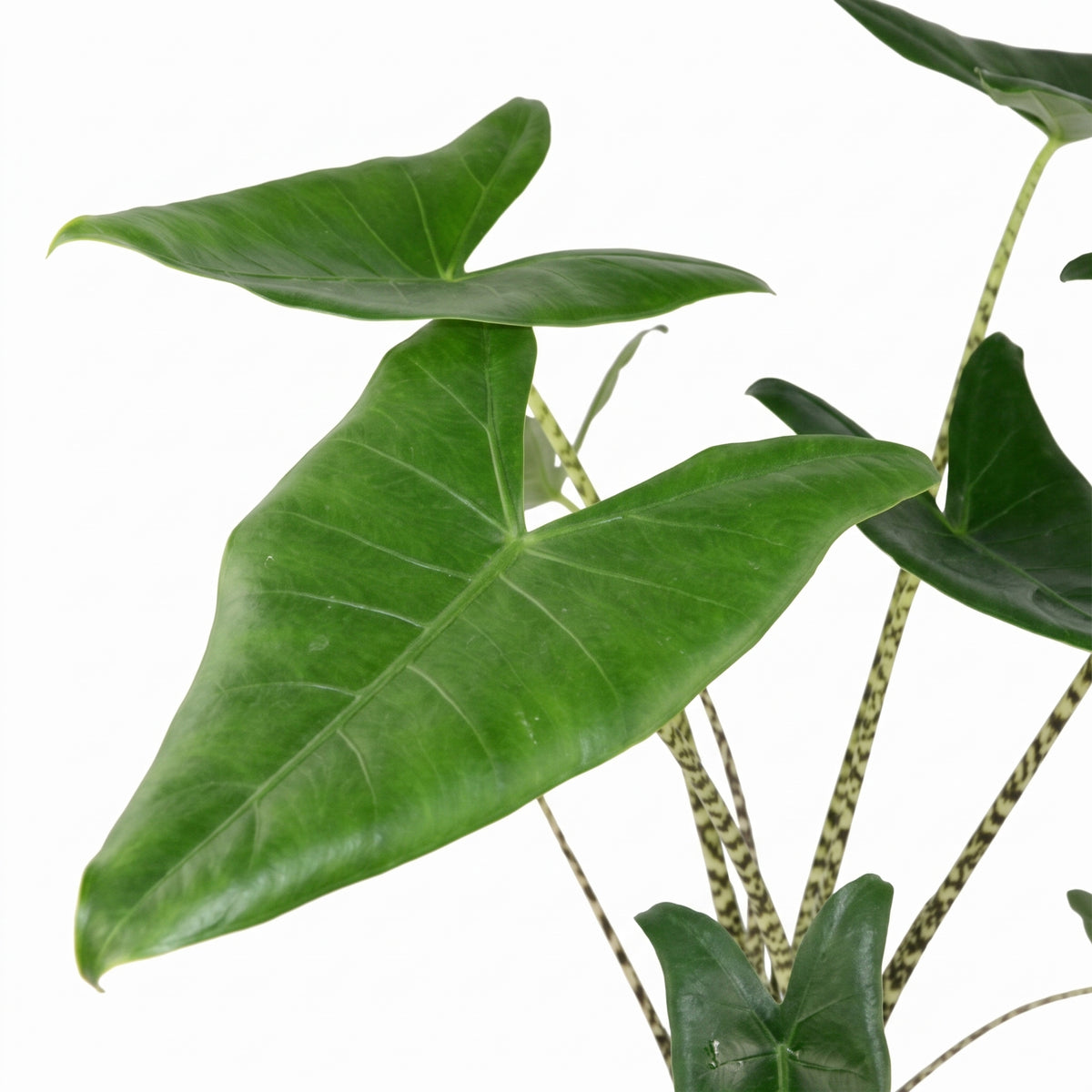A potted Alocasia plant with large dark green leaves