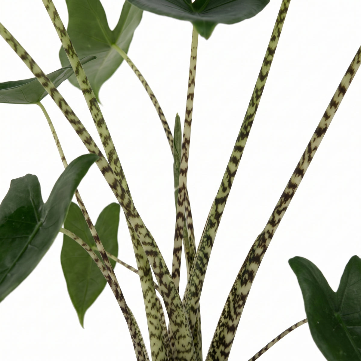 A potted Alocasia plant with large dark green leaves