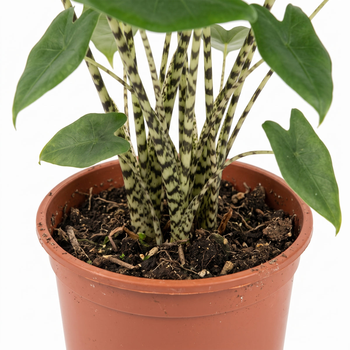 A potted Alocasia plant with large dark green leaves