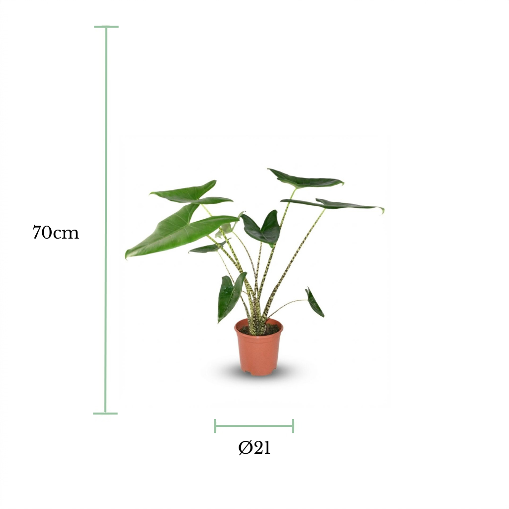 A potted green plant centered on a white background with dimension markers showing 70 cm height and a diameter of 21 cm.