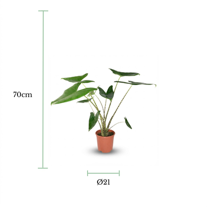A potted green plant centered on a white background with dimension markers showing 70 cm height and a diameter of 21 cm.