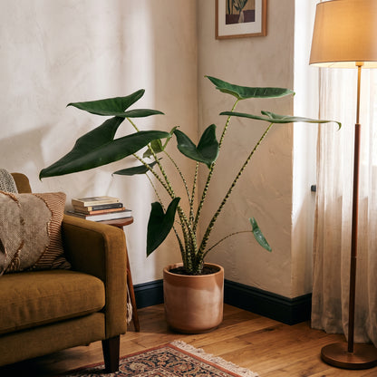 A potted Alocasia plant with large dark green leaves in a terracotta pot, styled in a cozy room corner next to an olive green armchair and a floor lamp.