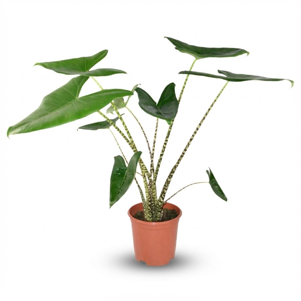 Potted plant with green leaves on a white background