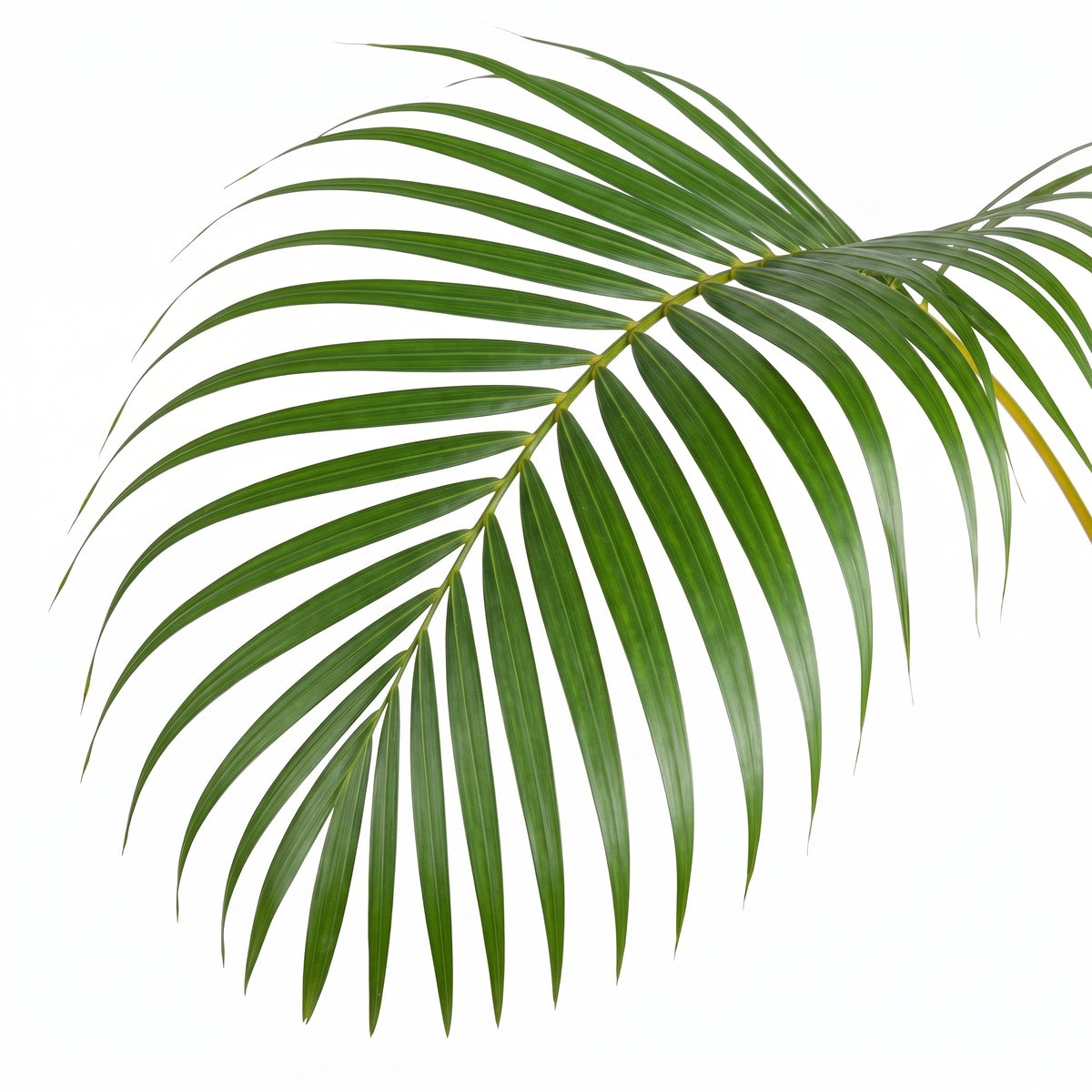 A single green palm leaf with slender, parallel fronds curving outward, shown against a plain white background.