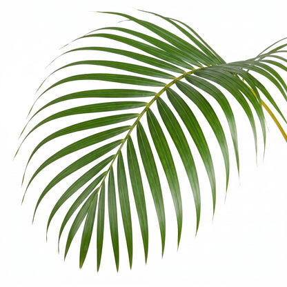 A single green palm leaf with slender, parallel fronds curving outward, shown against a plain white background.