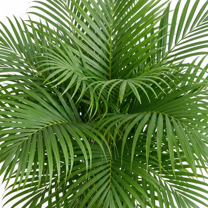 A close-up of a green palm frond plant with long, slender, deeply lobed leaves, shown against a plain white background.