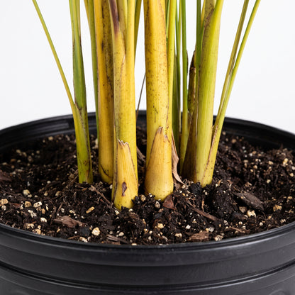 A close-up of a potted plant with tall yellow-green rhizomes or stems emerging from dark soil in a black nursery pot, photographed against a plain white background.